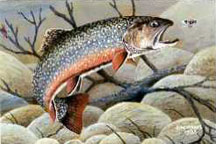 Brook Trout